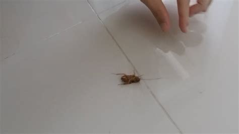 태국 바퀴벌레